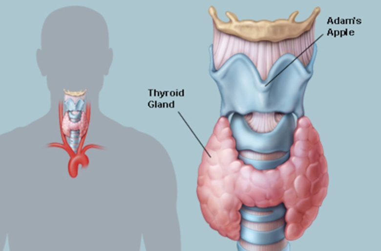 thyroid diets level management services